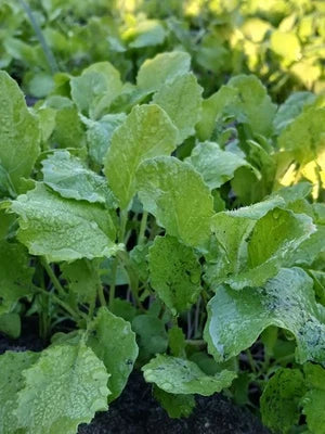 Georgia Southern Collard Seeds for Planting