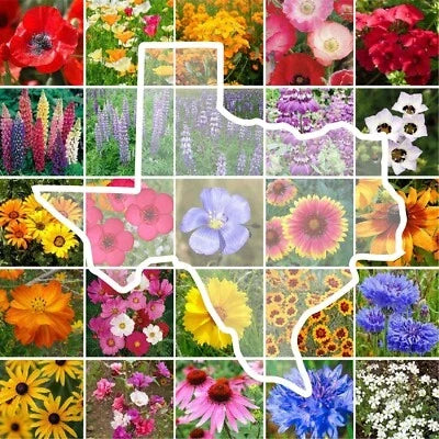 Texas State Wildflower Mix Seeds for Planting – Annual &amp; Perennial, Heirloom, Non-GMO