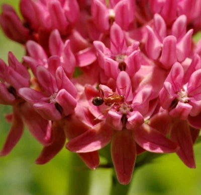 Purple Milkweed Seeds for Planting