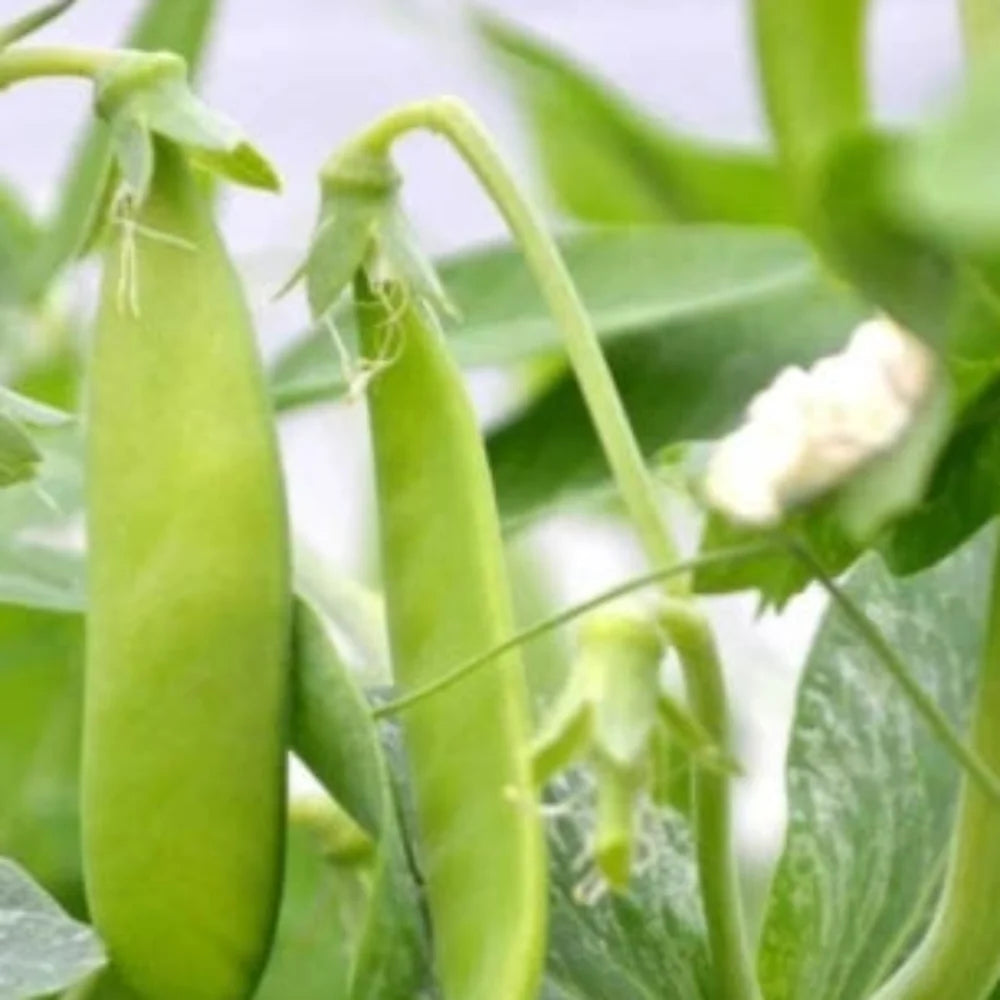 Snow Pea Seeds for Planting
