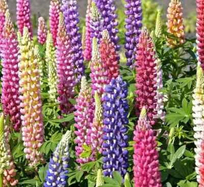 Russell Lupine Mix Seeds for Planting