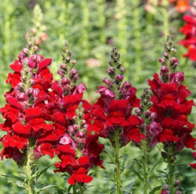 red snapdragon flower seeds