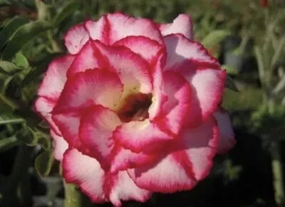 Red White Aura Star Desert Rose Adenium Seeds for Planting