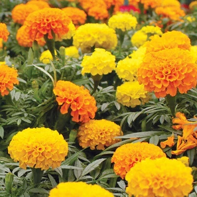 Crackerjack Mix Marigold Seeds for Planting
