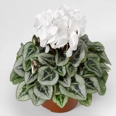 white cyclamen flower seeds