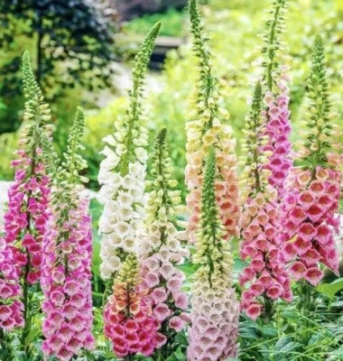 Mixed Foxglove Flower Seeds for Planting