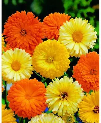 calendula pacific flower seeds