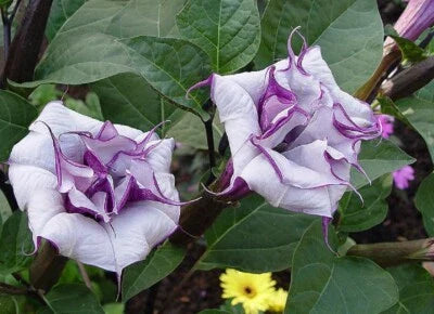 blue datura flower seeds