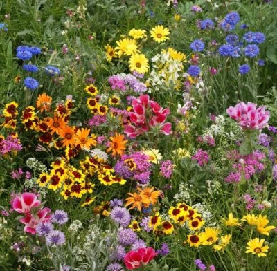 late bloomer flower seeds