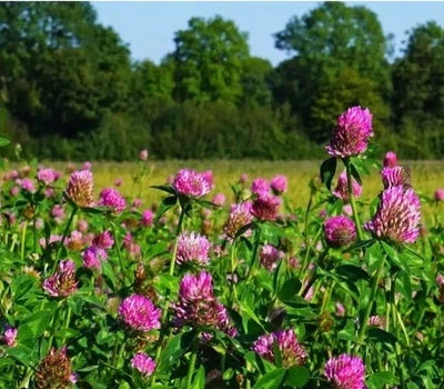 Red Mammoth Clover (Trifolium pratense) Seeds for Planting