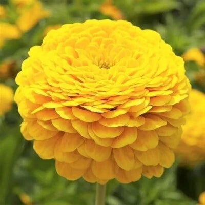 zinnia canary flower seeds