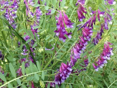 hairy vetch flower seeds