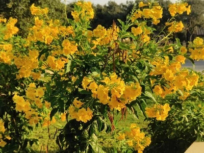 Yellow Elder Trumpet Flower Seeds for Planting