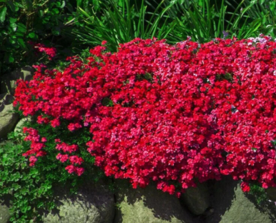 Red Cress Flower Seeds for Planting (Heirloom, Non-GMO) High Germination Organic Garden Seeds
