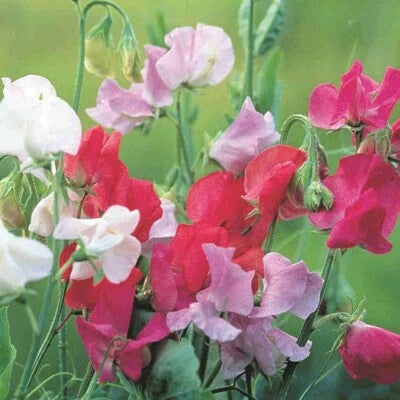 royal family flower seeds