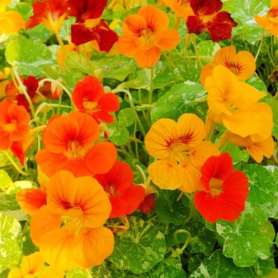 alaska nasturtium flower seeds