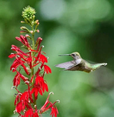 red cardinal flower seeds
