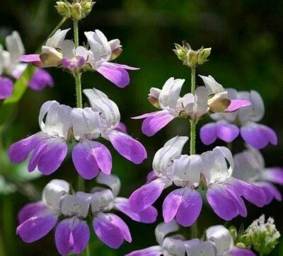 chinese houses flower seeds