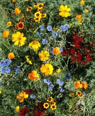 wildflower mix flower seeds