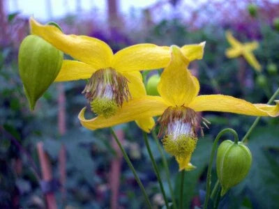 radars spectacular flower seeds