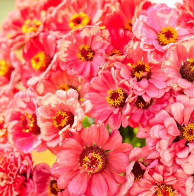zinnia elegans flower seeds