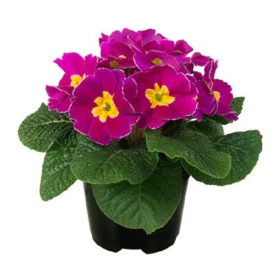 primula for flower seeds