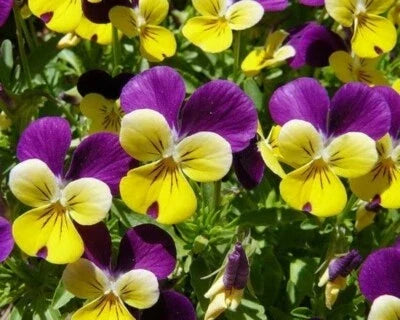 Johnny Jump-Up Viola Seeds for Planting
