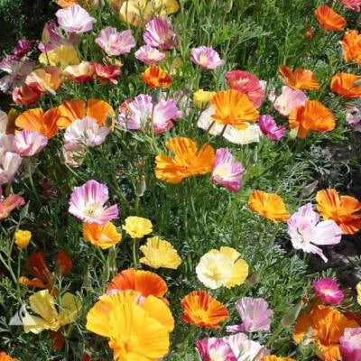 ballerina mix flower seeds