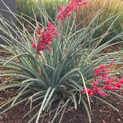 Red Yucca Seeds for Planting