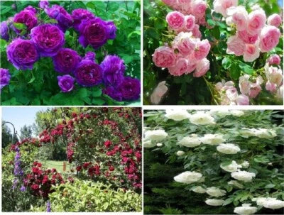 red pink flower seeds