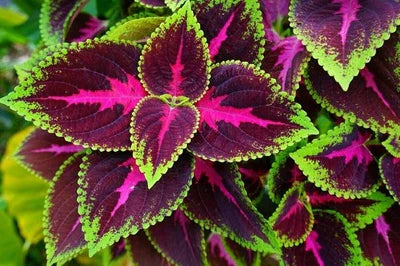 red coleus flower seeds