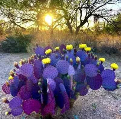 purple cactus flower seeds