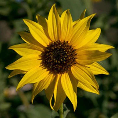 golden sunflowers flower seeds