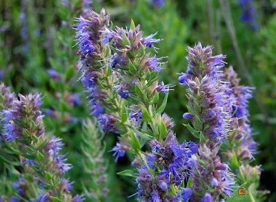 Blue Violet Hyssop Seeds for Planting