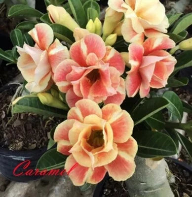 Orange Yellow Caramel Desert Rose Adenium Seeds for Planting