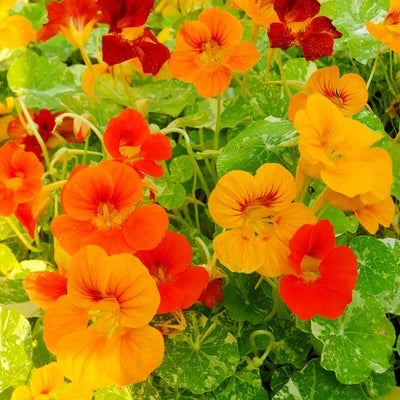 alaska nasturtium flower seeds