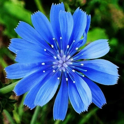 Chicory Seeds for Planting