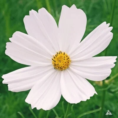Purity Cosmos Seeds for Planting
