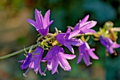 blue rampion flower seeds
