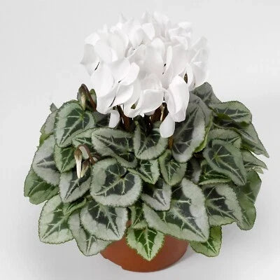 White Silverado Cyclamen Seeds for Planting