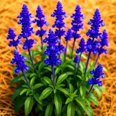 blue sage flower seeds