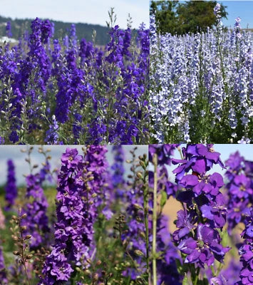 rocket larkspur flower seeds