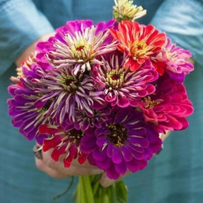 zinnia meteor flower seeds