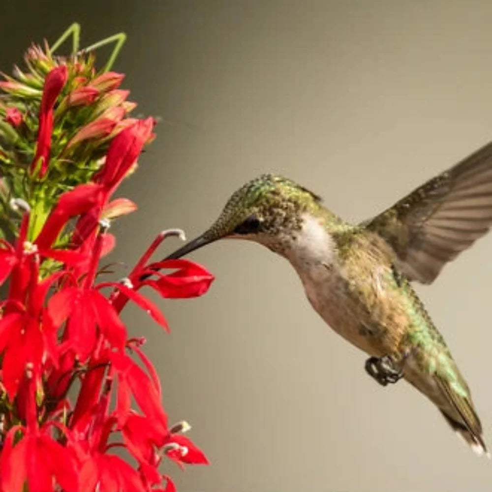 cardinal flower flower seeds