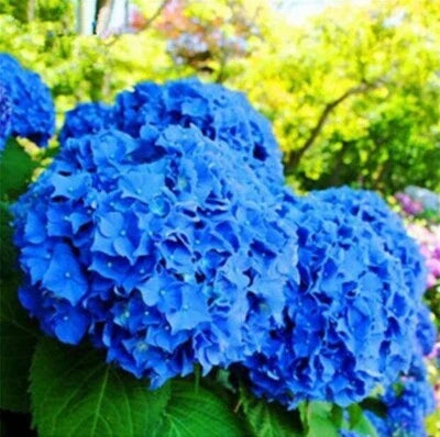 Deep Blue Hydrangea Flower Seeds for Planting
