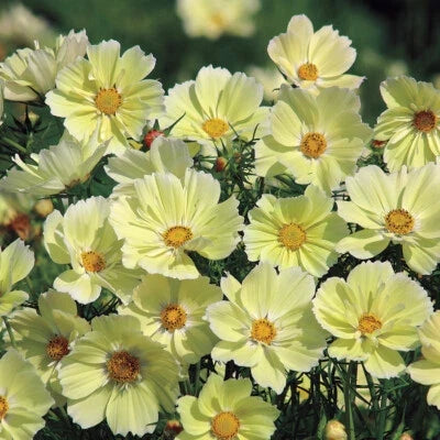 yellow cosmos flower seeds