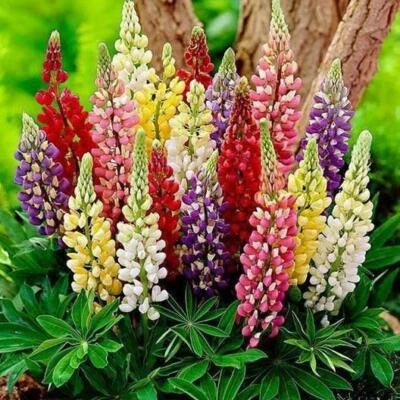 russell lupine flower seeds