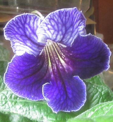 Cape Primrose Flower Seeds – Heirloom, Non-GMO, High Germination Organic Garden Seeds