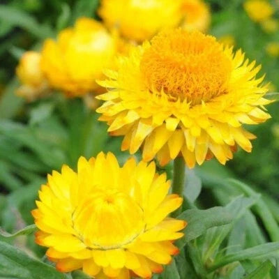 Golden Yellow Strawflower Seeds for Planting