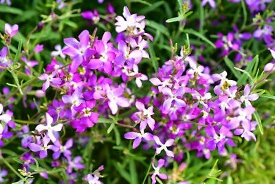 pink evening flower seeds
